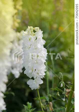 Delphinium flowers plant growing in garden 75642095