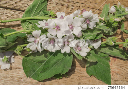 Marshmallow flower on wooden table. Marshmallow flower on wooden table. 75642164