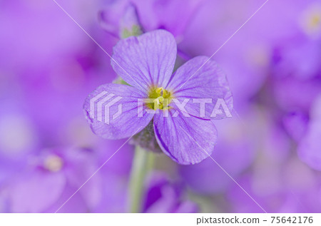 Purple Aubrieta flowers. Purple spring flowers in the garden Purple Aubrieta flowers. Purple spring flowers in the garden 75642176