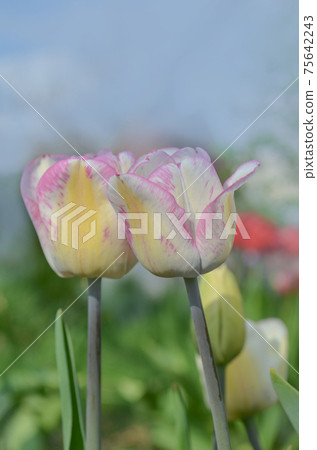 Closeup Triumph tulip Shirley in flowerbed Closeup Triumph tulip Shirley in flowerbed 75642243