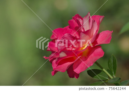 Blooming red rose Shanty. Red flowering rosa. Blooming red rose Shanty. Red flowering rosa. 75642244