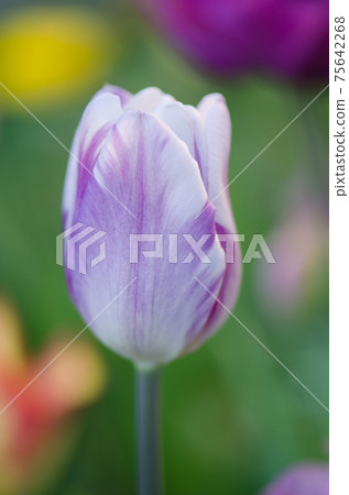 Closeup Triumph tulip Shirley in flowerbed Closeup Triumph tulip Shirley in flowerbed 75642268