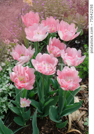 Beautiful double soft pink tulip Mariage Beautiful double soft pink tulip Mariage 75642298
