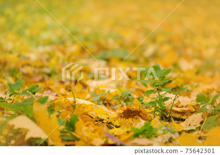 Colorful beautiful background of fallen leaves. Colorful autumn leaves Colorful beautiful background of fallen leaves. Colorful autumn leaves 75642301