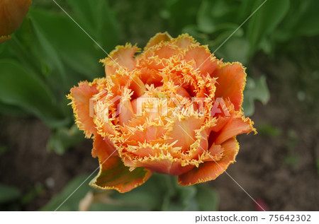 Tulips called Sensual Touch. Fringed peony tulip Tulips called Sensual Touch. Fringed peony tulip 75642302