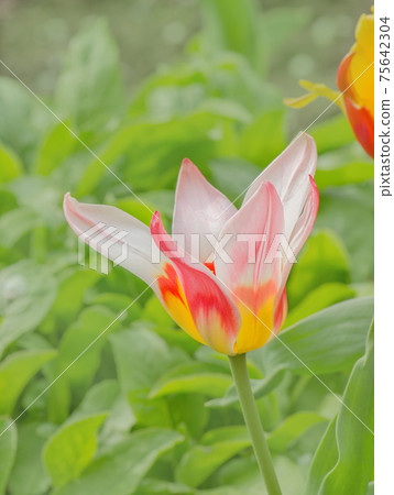 Beautiful flower of tulipa greigii Mary Ann Beautiful flower of tulipa greigii Mary Ann 75642304