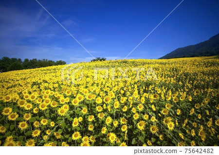 sunflower sunflower 75642482