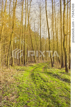 Gold autumn forest Gold autumn forest 75642488