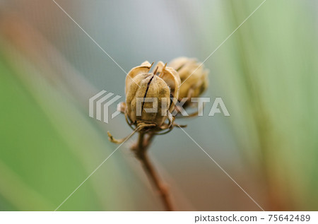 China rose seed box on nature background. Red hibiscus flower seed box China rose seed box on nature background. Red hibiscus flower seed box 75642489
