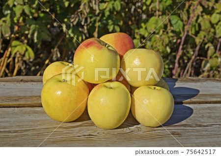 Ripe yellow apples on wooden background 75642517