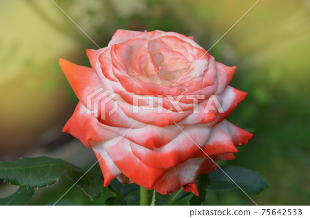 Beautiful white and red Nostalgie rose. White and red roses are growing Beautiful white and red Nostalgie rose. White and red roses are growing 75642533