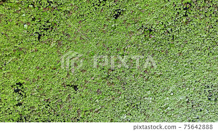 Natural green texture. Lemna perpusilla Torrey. Texture from Common Duckweed Natural green texture. Lemna perpusilla Torrey. Texture from Common Duckweed 75642888