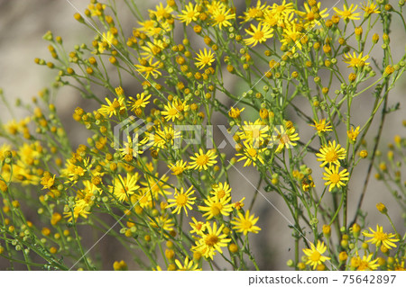 Yellow Senico jacobaea blossoming in garden. Jacobaea vulgaris blooming in field Yellow Senico jacobaea blossoming in garden. Jacobaea vulgaris blooming in field 75642897