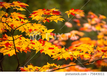 Maple leaves turn bright red on the shores of Shinshu, Kamikochi, and Myojin Pond. The leaves are beginning to turn red. Hotaka Shrine Okumiya precincts. Maple leaves turn bright red on the shores of Shinshu, Kamikochi, and Myojin Pond. The leaves are beginning to turn red. Hotaka Shrine Okumiya precincts. 75643011