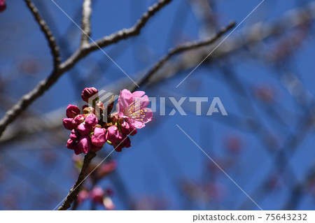 Yokohama scarlet cherry blossoms beginning to bloom 75643232