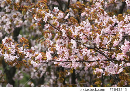 Ezoyama cherry, Oyama cherry, Beniyama cherry, Hokkaido cherry blossoms 75643243