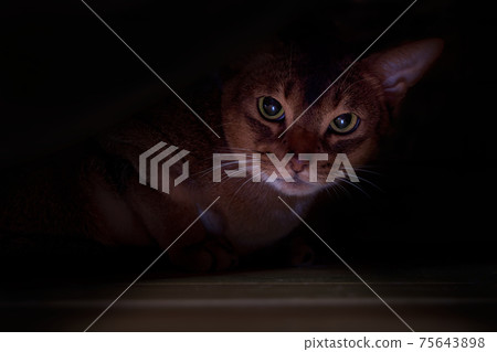 Abyssinian cat hid under the bed. Portrait angry cat, dark background. 75643898