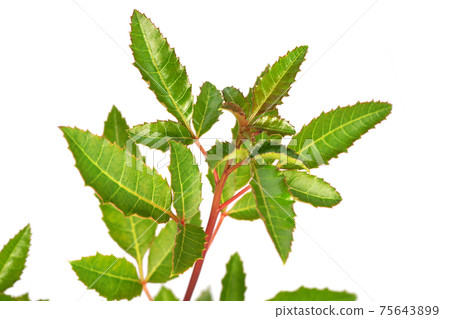Brazilian pepper tree Brazilian pepper tree 75643899