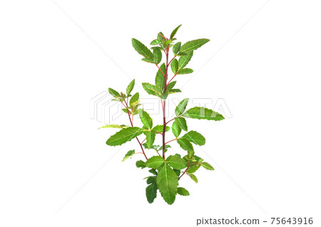 Brazilian pepper tree Brazilian pepper tree 75643916