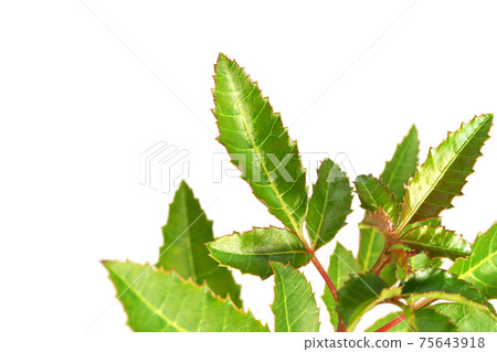 Brazilian pepper tree Brazilian pepper tree 75643918