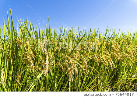 Rice crop soon to be harvest in the paddy field of Taiwan. Rice crop soon to be harvest in the paddy field of Taiwan. 75644017