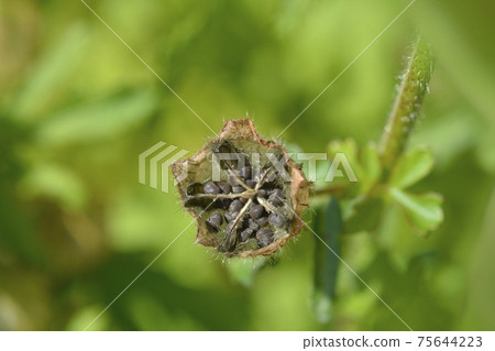 Flower-of-an-hour 75644223