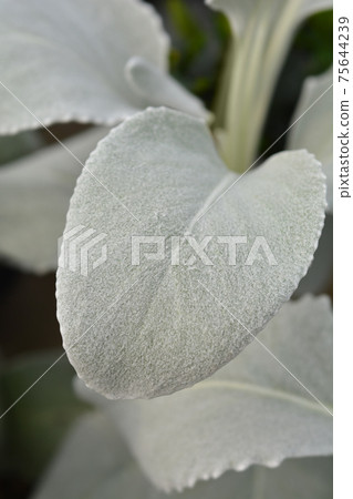 Shining-white ragwort Angel Wings 75644239