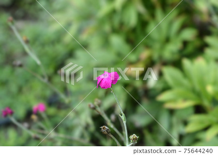 Rose campion 75644240