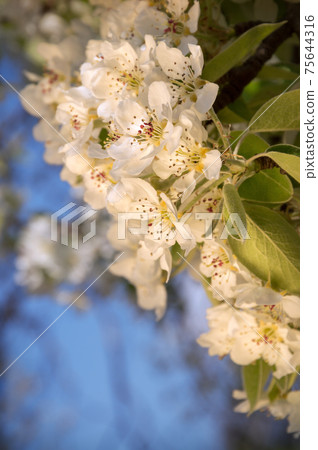 White flowers of spring tree White flowers of spring tree 75644316