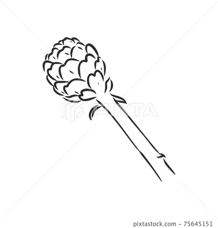 vector set of engraving illustration green vegetables artichoke on white background vector set of engraving illustration green vegetables artichoke on white background 75645151