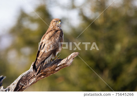 Common buzzard sitting on branch in springtime nature Common buzzard sitting on branch in springtime nature 75645266
