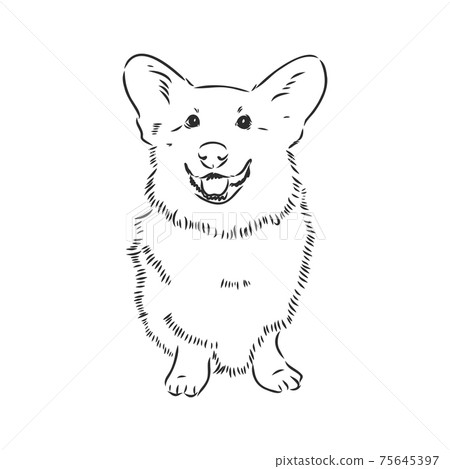 Vector portrait of welsh corgi pembroke. Hand drawn domestic dog illustration. Vector illustration for decoration, design logotype, leaflet, catalog, pet shops, veterinary clinics Vector portrait of welsh corgi pembroke. Hand drawn domestic dog illustration. Vector illustration for decoration, design logotype, leaflet, catalog, pet shops, veterinary clinics 75645397