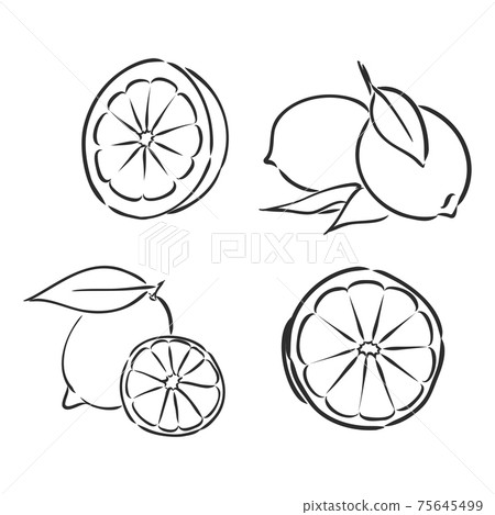 Ink hand drawn lemon isolated on white... - Stock Illustration ...