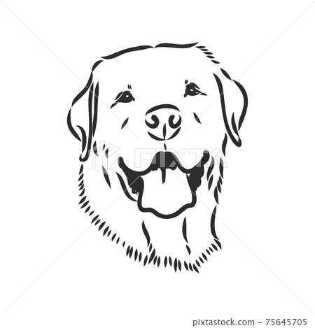Vector image of an dog labrador on white background Vector image of an dog labrador on white background 75645705