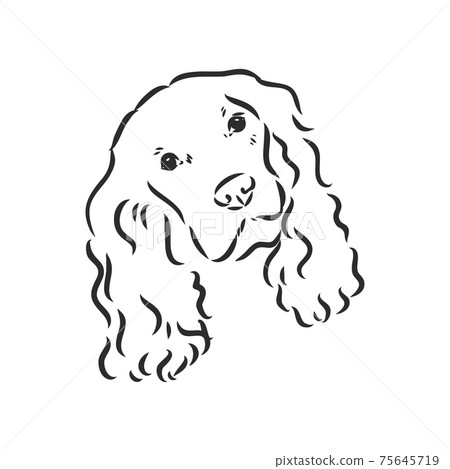 dog breed Cocker Spaniel muzzle, sketch vector graphics black and white drawing dog breed Cocker Spaniel muzzle, sketch vector graphics black and white drawing 75645719