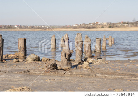The remains of an old pier. Aged logs stick out of sand at the bottom of a dried reservoir. 75645914