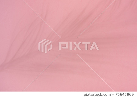 Palm tree leaf shadow on pink background. 75645969