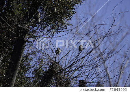 Japanese waxwing that came to mistletoe 75645993