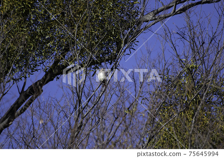 Japanese waxwing that came to mistletoe 75645994