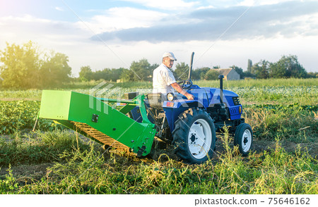 A adult caucasian farmer driver on a farm tractor drives to the field to harvest potatoes. Agro industrial technologies. Growing food cultivation and agribusiness. Harvesting campaign. Farm work. 75646162