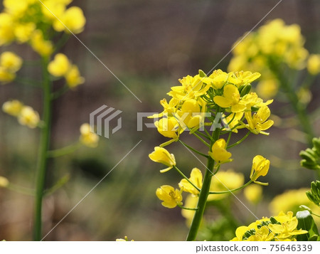 強姦 強姦 75646339