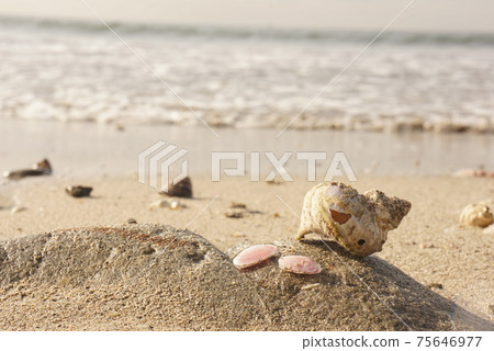 Sakuragai on the beach Sakuragai on the beach 75646977