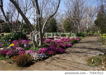 三月調布939中提琴，中提琴科，慶應義Floral花卉花園 75647022