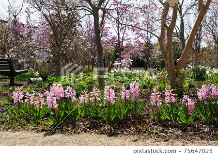 March Chofu 938 Hyacinthaceae,Keio Floral Garden Angers March Chofu 938 Hyacinthaceae,Keio Floral Garden Angers 75647023