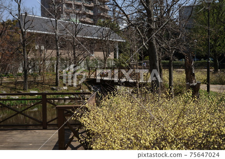 三月調布937 Corylopsis pauciflora,山茱wood家族,慶應義Floral花卉園昂熱 三月調布937 Corylopsis pauciflora,山茱wood家族,慶應義Floral花卉園昂熱 75647024