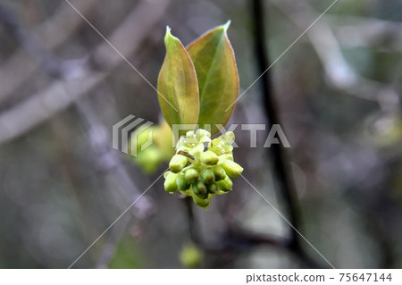 Sartorii雄花 Sartorii雄花 75647144