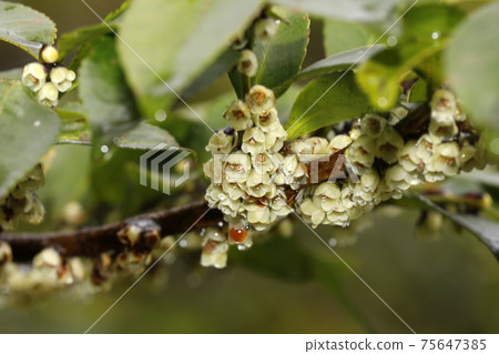 Hisakaki's flower Hisakaki's flower 75647385