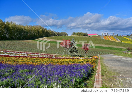 北海道富良野山深秋風光 北海道富良野山深秋風光 75647389