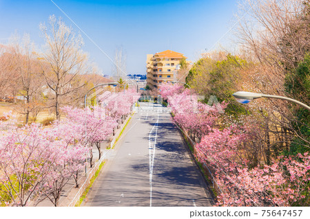 一排排櫻桃樹的郊區住宅區 一排排櫻桃樹的郊區住宅區 75647457