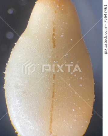 Micrograph of white sesame 75647461